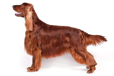 Irish Setter Breed Exam – AKC Canine 