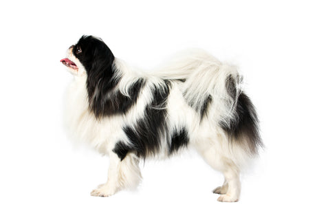 akc japanese chin breeders