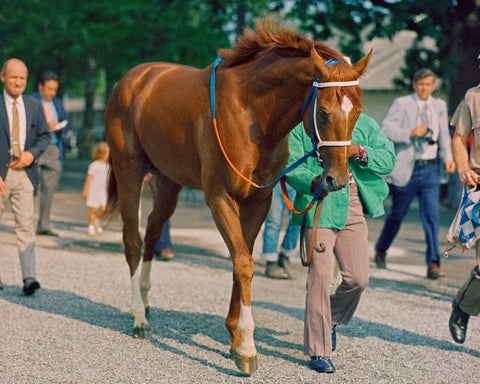 secretariat belmont pferde rennpferde vollblut myshopify hbsche reit rennen reitstiefel claiborne horses