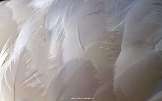 buy goose down feathers bulk