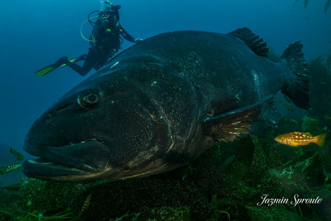 Giant Black Sea Bass