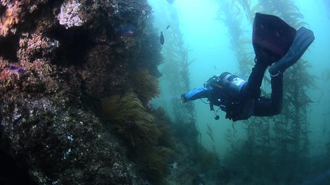 Diver with Kelp and reef