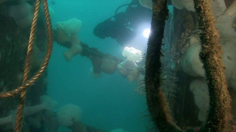 Diver in the ocean