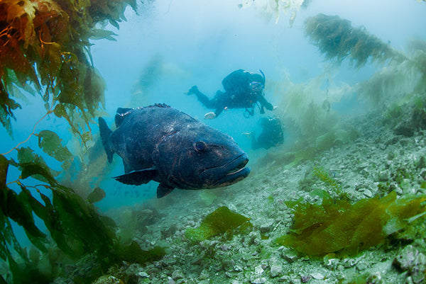 Giant Black Sea Bass, Orange County Scuba Divers