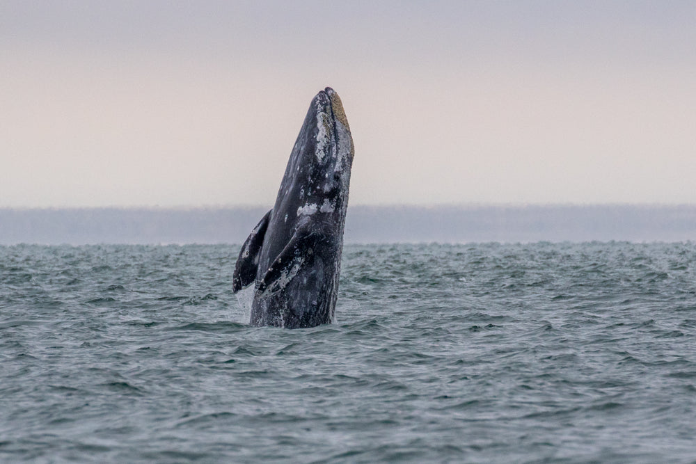 Grey Whale