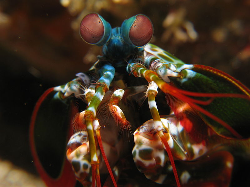 Mantis Shrimp Courtesy of PrilFish