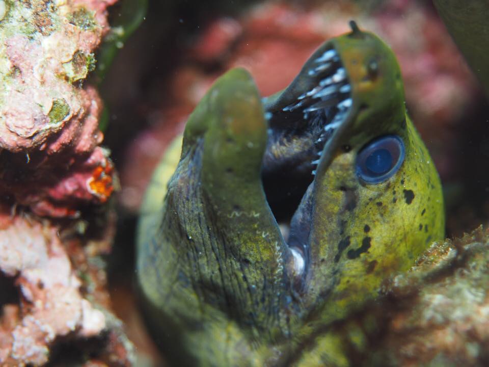 Moray Eel