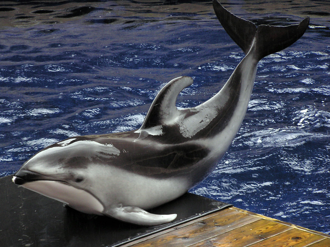 Pacific White-Sided Dolphin