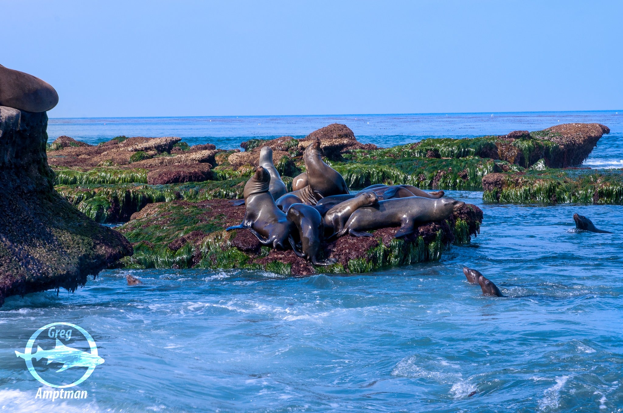 Sea Lions