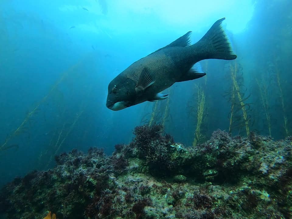 Sheephead