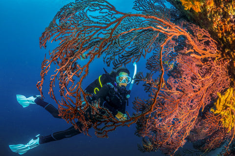 PADI underwater naturalist with reef