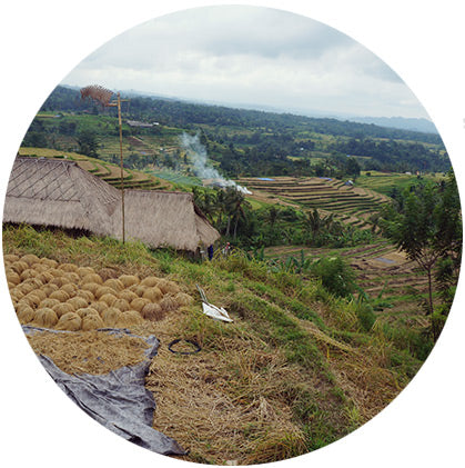 makers travelers bali rice terrace jatiluwih
