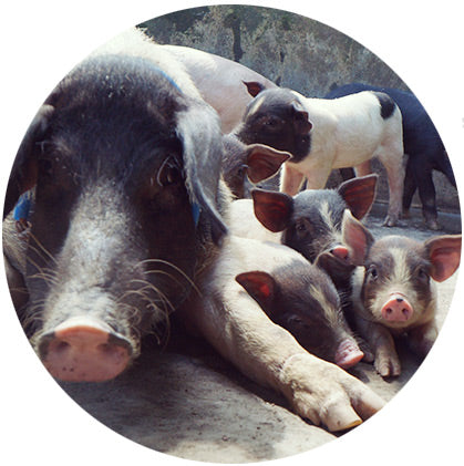 makers travelers lombok cute pig feeding piglets