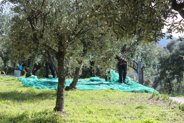 Olive nets placed for hand picking olives in Spain