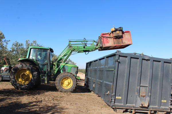 Emptying a tractor bin into a transportation bin - harvesting olives in Spain