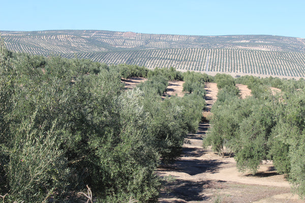 Olive orchard in Spain