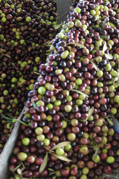 Olive bin for harvesting in Spain