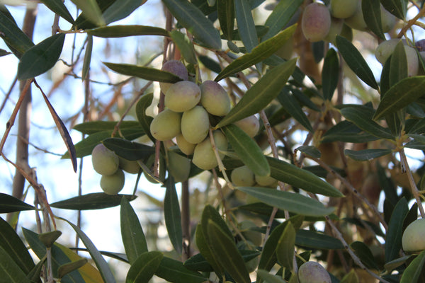 Olive branch in Spain