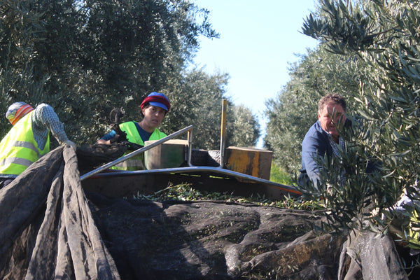 Mechanized harvesting in Spain depends upon the workers