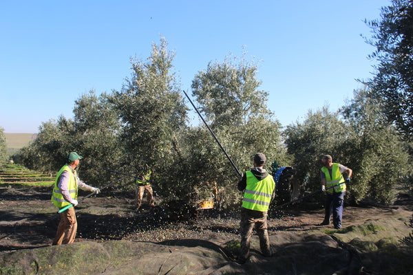 Spanish workers batting the olive trees during harvest