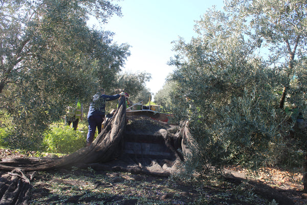 Olive net retrieval in Spain, using a tractor and front end loader with a bin