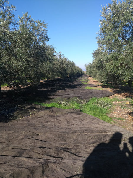 Olive net placement for harvesting in Spain