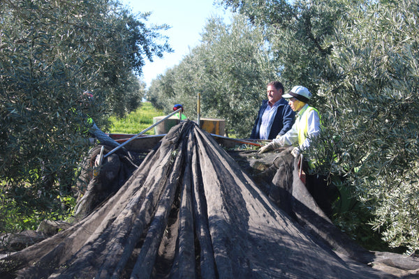 Using nets to harvest olives in Spain - mechanized harvesting