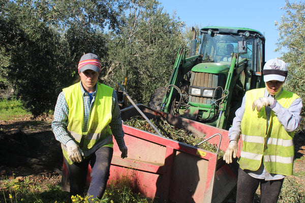 Tractor with net retractor bin, moving from one tree to another