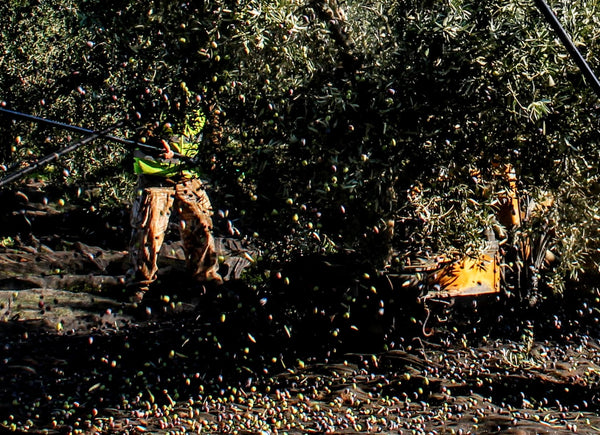 Raining olives!  Harvesting olives for olive oil