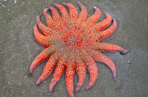 Sunflower Sea Star