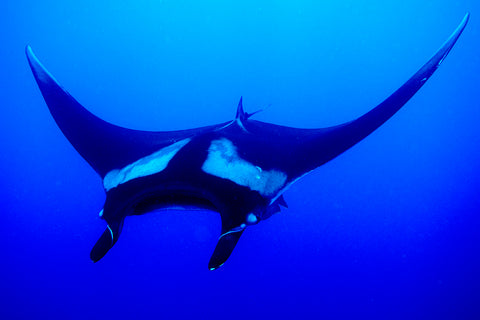 Oceanic Manta Ray ( manta birostris)