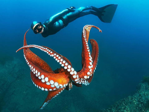 Diver watching an octopus