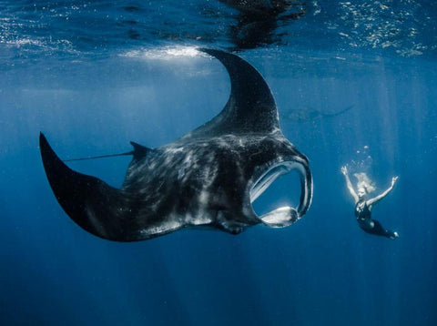 Swimming with a Manta