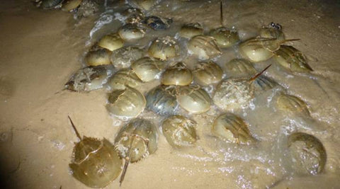 Horseshoe Crab Mating