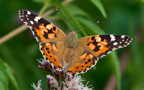 Painted Lady Butterfly