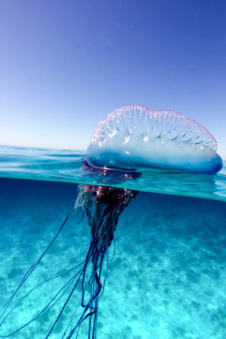 Portuguese man o’ war