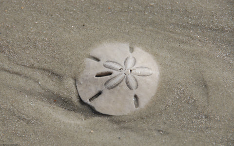 Sand Dollar