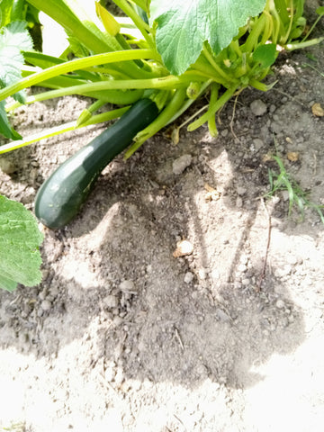 Zucchini Plant On Vine 