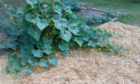 Garden with Straw - Cucumber Plant Full Grown