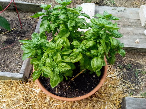 Summer Garden Basil