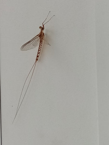 Winged Bug with Long Body and Tail - Maryland 