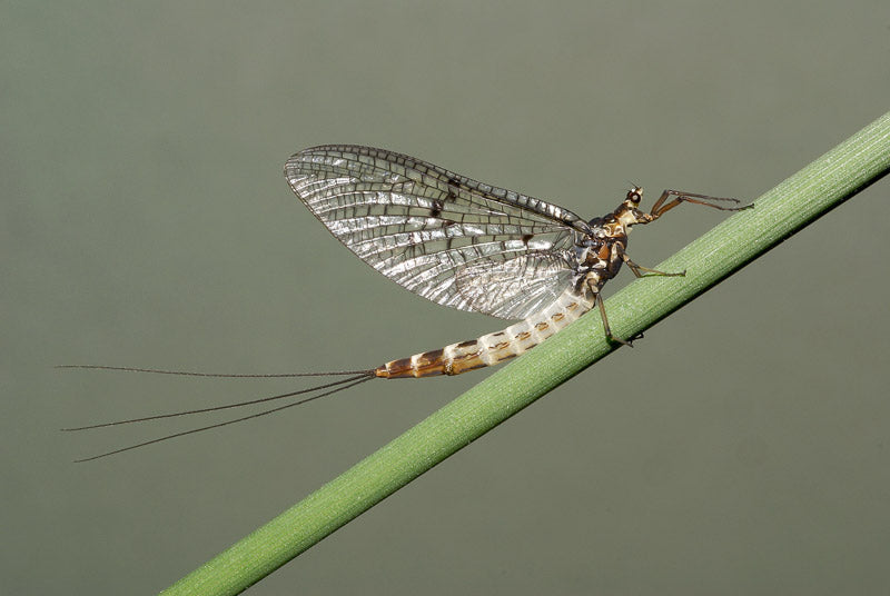 E. danica kvinnelig spinner | Sunray fluefisk