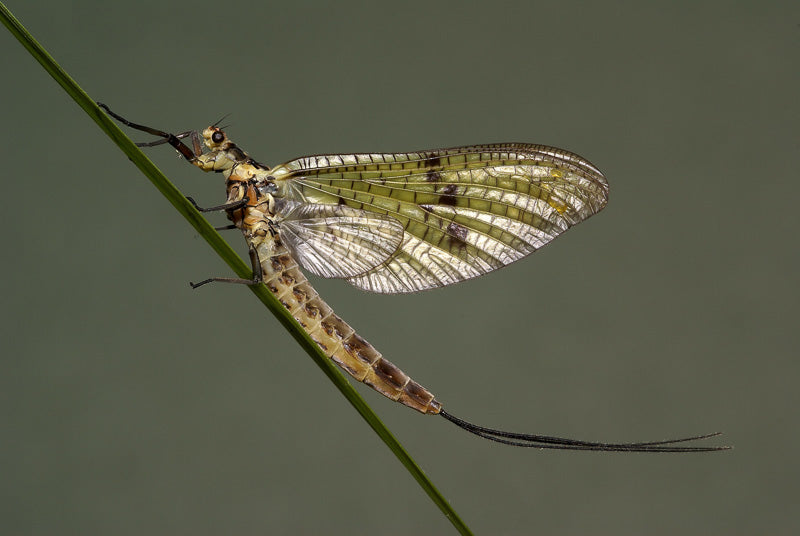 E. danica femmina Dun | Pesce mosca raggio di sole