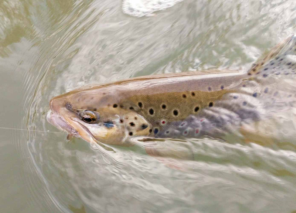 Keep them wet - trout fishing best practise