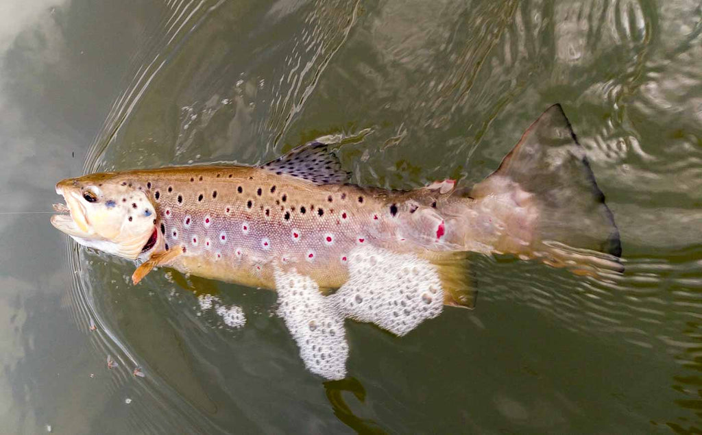 Fly Fishing for Big, Wild Brown Trout on Chalk Streams. - Sunray