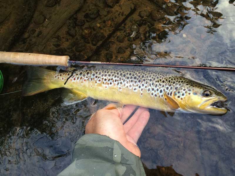 Wild brown trout on sunray micro thin fly line