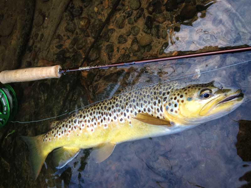 Trota fario del fiume Yarrow & River Ribble