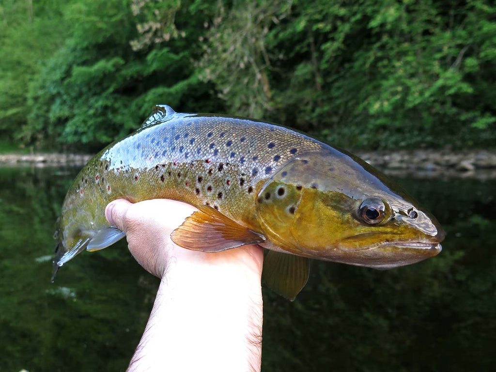 Big trout on a Sunray micro thin fly line