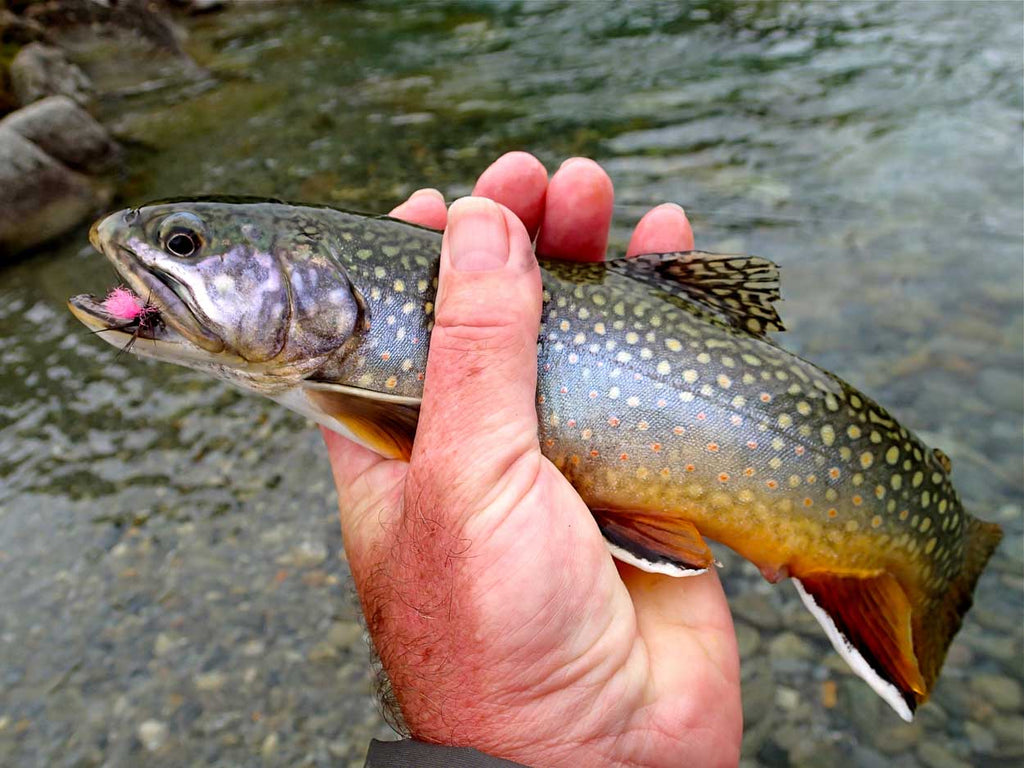 Trota di fiume | Linee di topo sottilissime Sunray