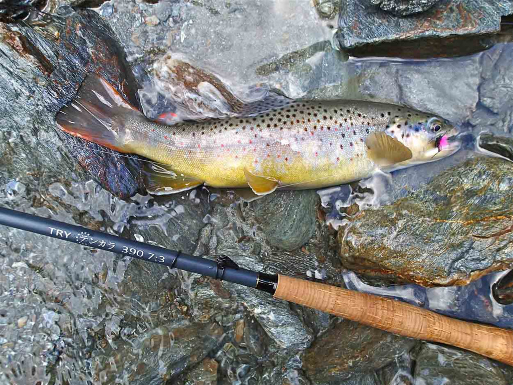 Typical alpine brownie | Sunray micro thin fly lines